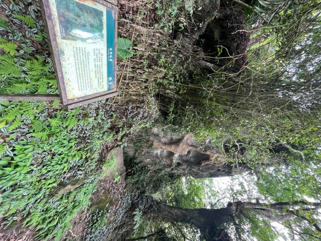 20230530_大棟山+崁頭山（台南小百岳）_2762498