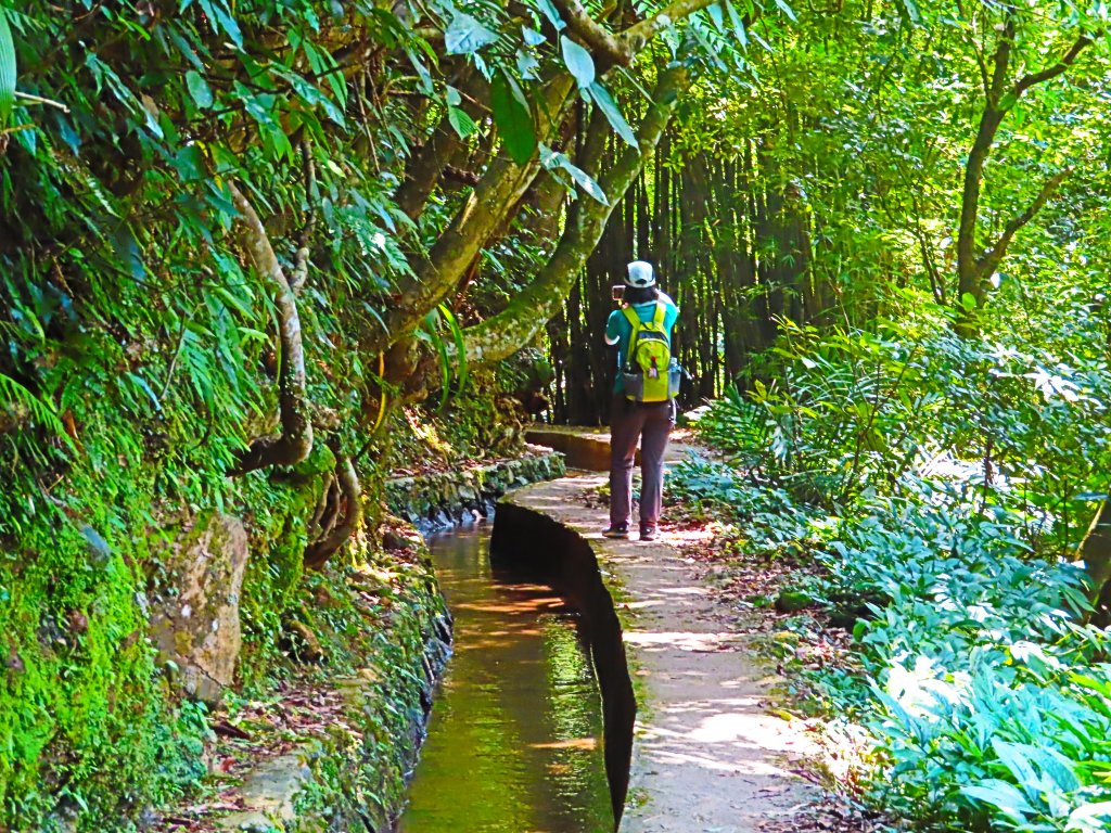 夏日水圳古道之旅：走坪頂古圳步道消暑去_637499