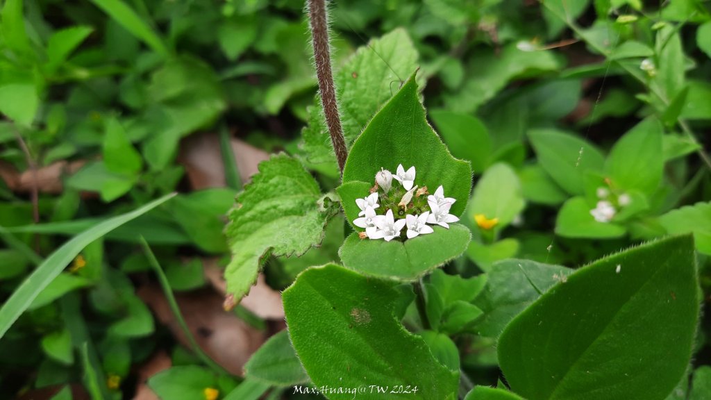 《苗栗》茶園古道｜三義登三義山慈濟山（三通嶺啟登）20240405_2472169