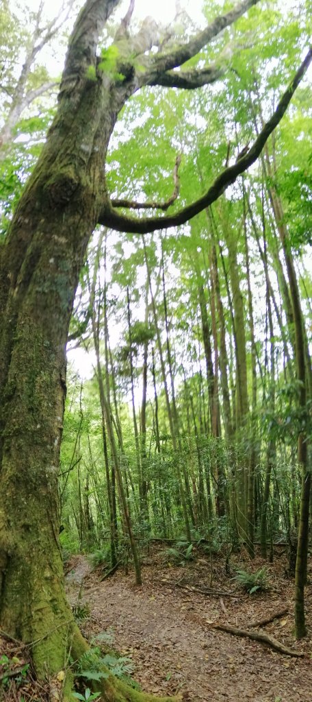 南投鹿谷~盛夏好避暑。 小百岳金柑樹山_1079661