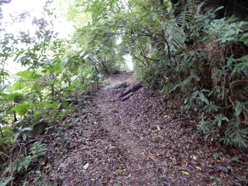 20180616_陽明山步道群_352044
