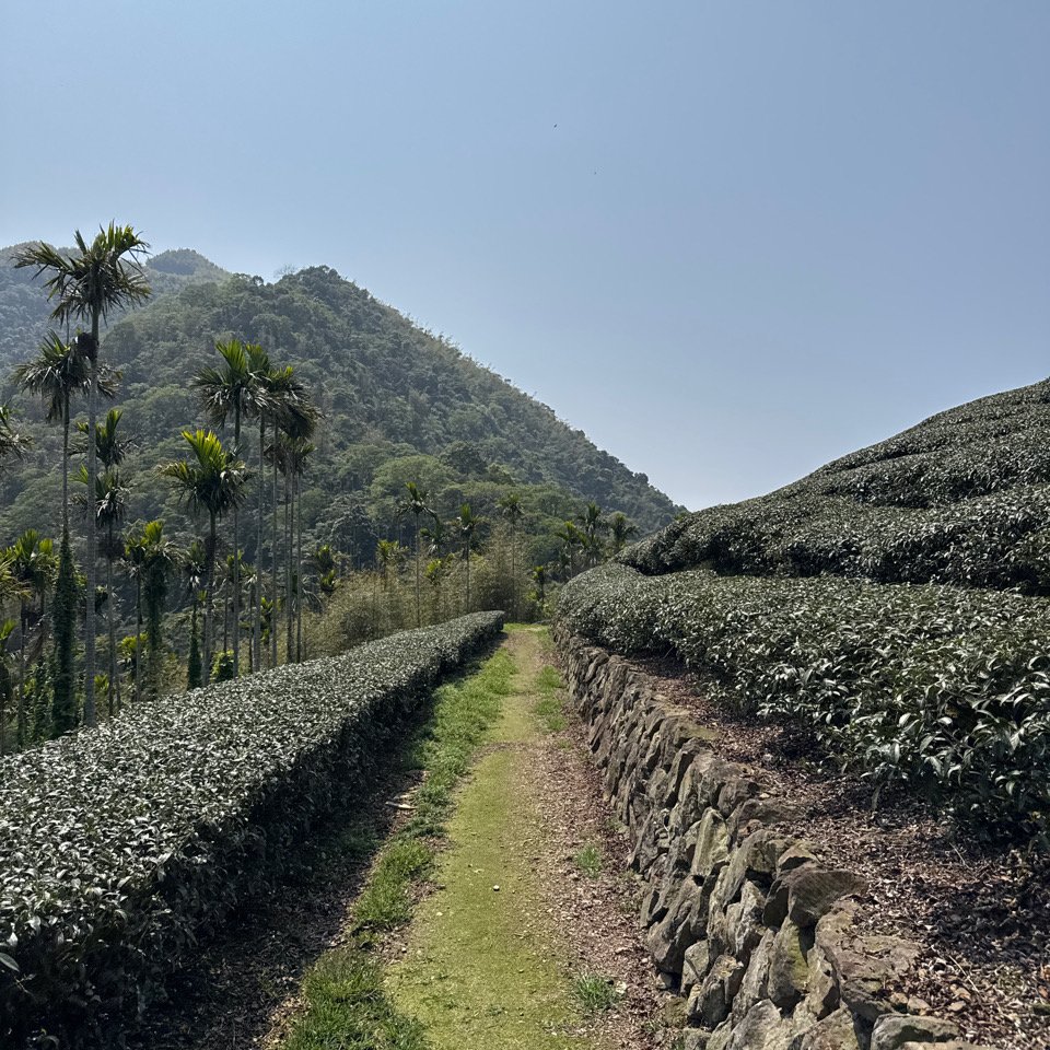 20250308古坑後棟山涼亭、挑筍古道_2730479