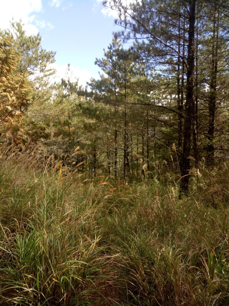 將軍廟上天鑾池+武法奈尾山_1881013