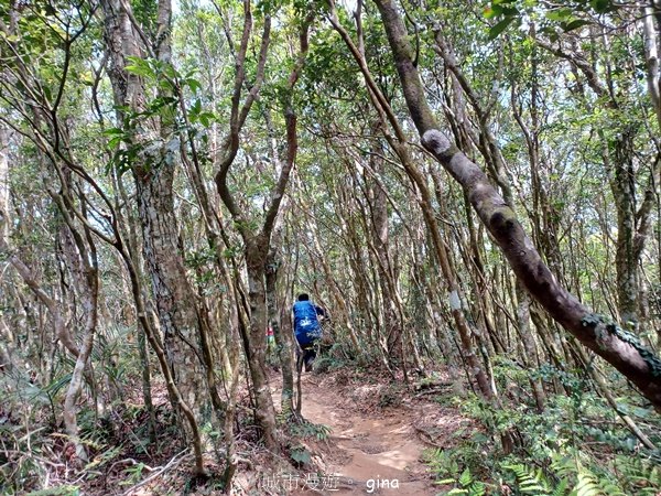 【屏東獅子鄉】海天一色。 台灣百大必訪步道~里龍山自然步道_2550781