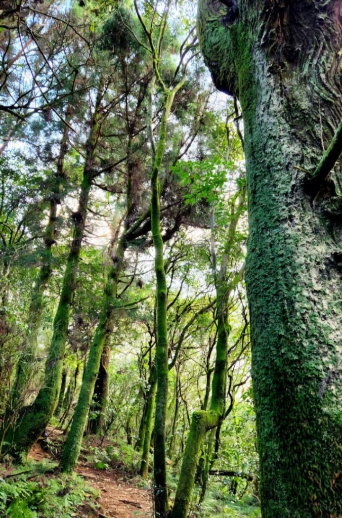 【中級山】台北版抹茶山竟然有免申請路線，小觀音山西峰單攻，順遊頂湖海芋步道，竹子湖黑森林_2742389