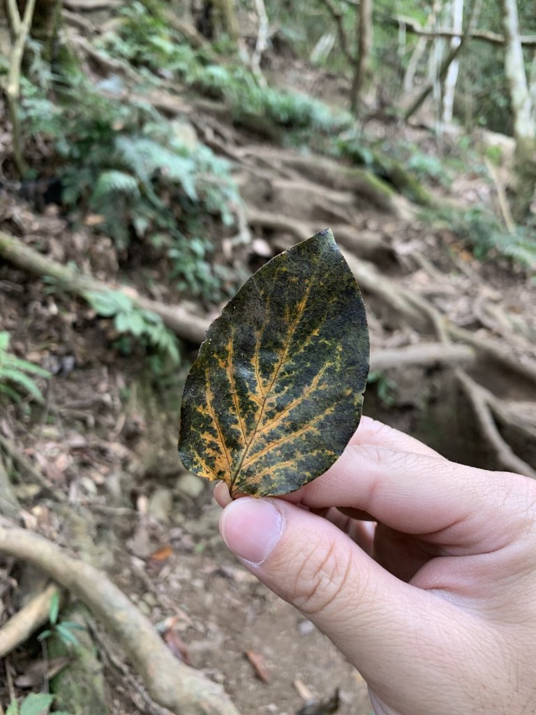 【中級山】明知山沒虎，偏向虎山行_2441955