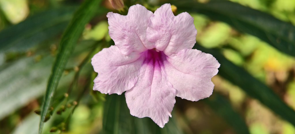 2025/10/26_馬胎古道_2925724