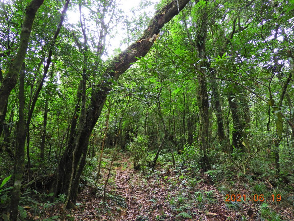 宜蘭 南澳 安平坑林道 - 蘭崁山_1417327