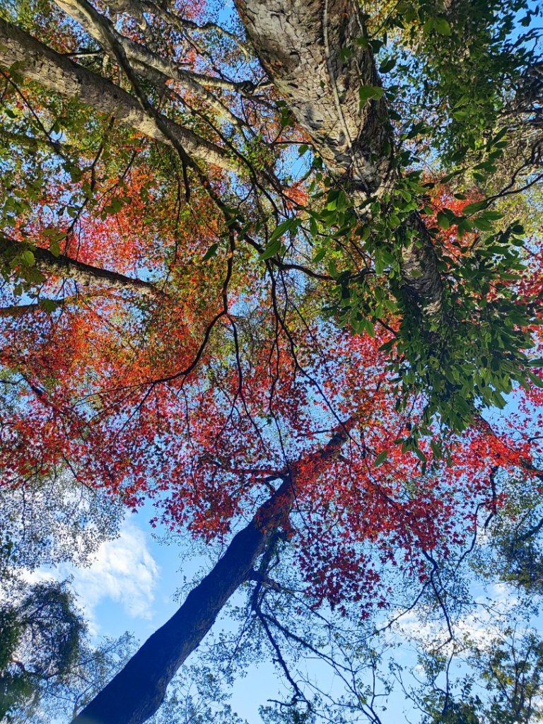 霞喀羅古道全線解鎖（石鹿到養老）_2961018
