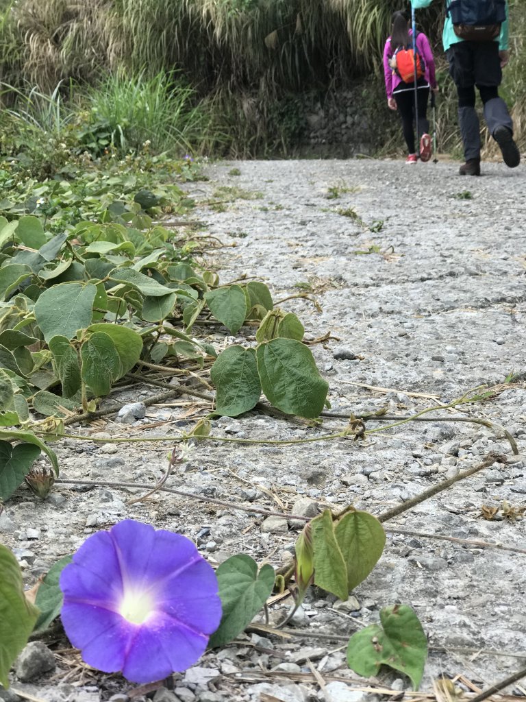 110年4月25日雲林  雲嶺之丘 五元二角 木馬古道_1456503