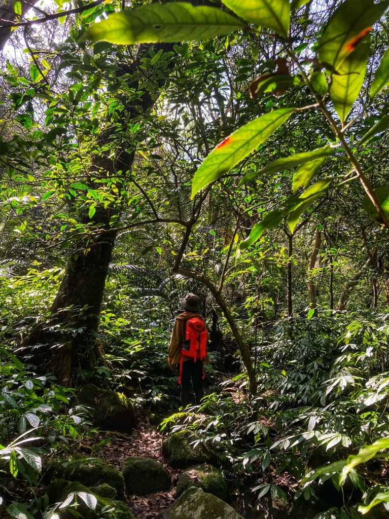 陽明山神秘綠境 • 鹿角坑保護區_2038632