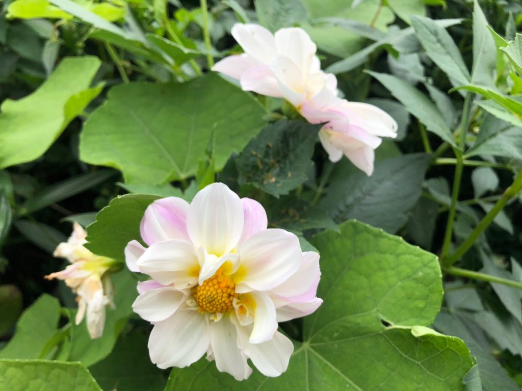 海鼠山.太興飛瀑【茶席.黃頭鷺 這片山林_692876