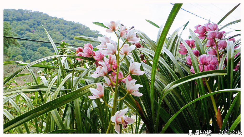 面天古道&楓樹湖_1282336
