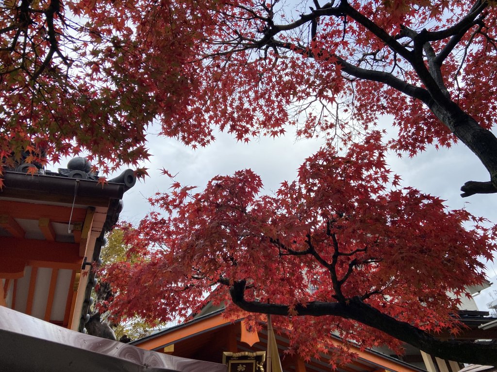 楓之絆----京都大阪賞楓_2967376