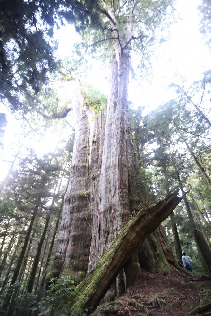 水樣森林 第一次在山裡過夜_659368