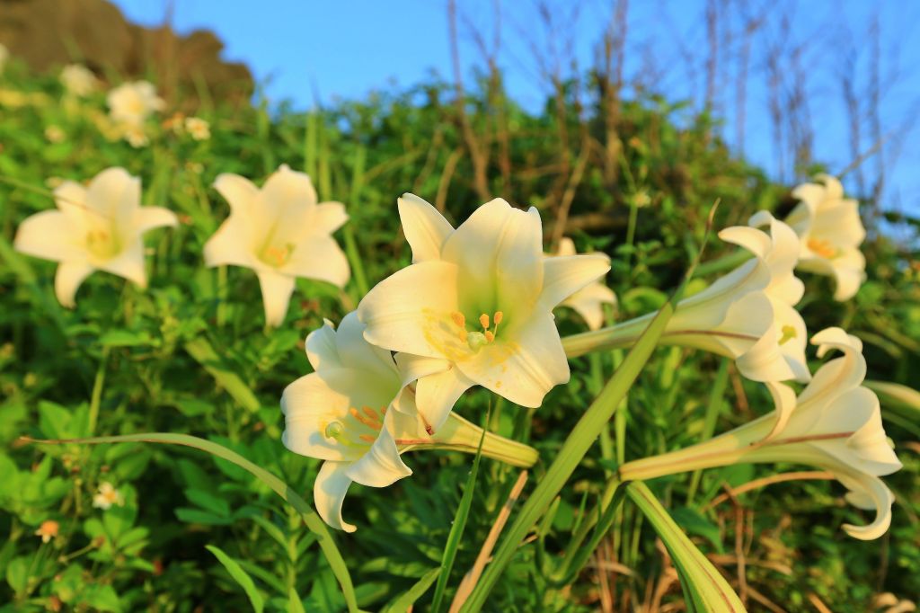 初夏北海岸的山花亂舞-麟山鼻的台灣百合_125475