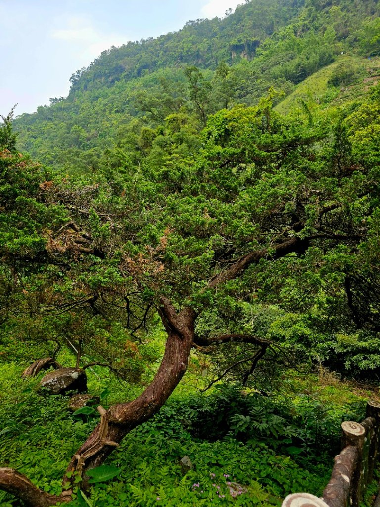 2025年臺北大縱走第七段：世界山莊至飛龍步道政大後山_2757375