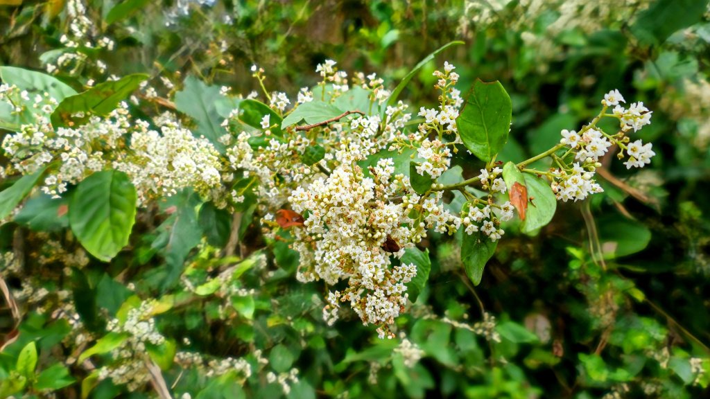 《臨江仙。木棉春色》_2735204