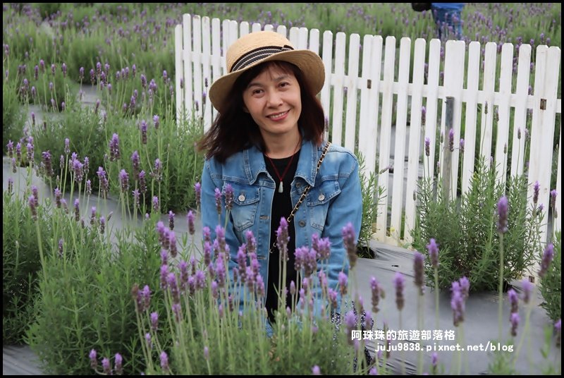 葛瑞絲香草田_907815