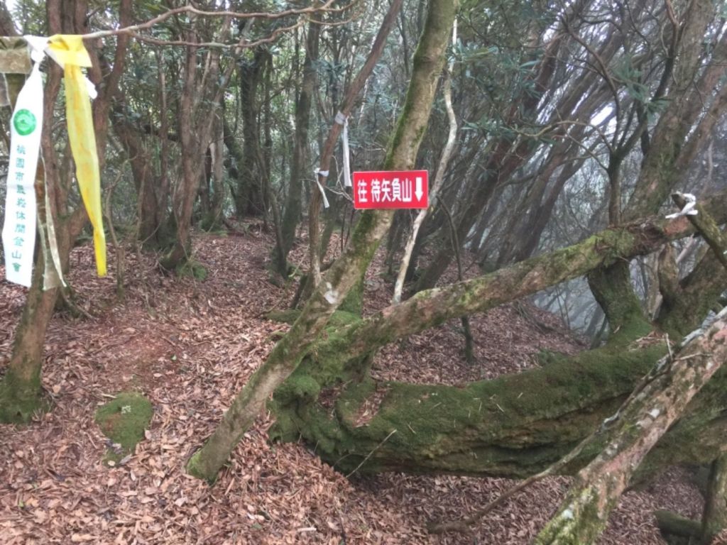 南插天山-待矢負山_291361