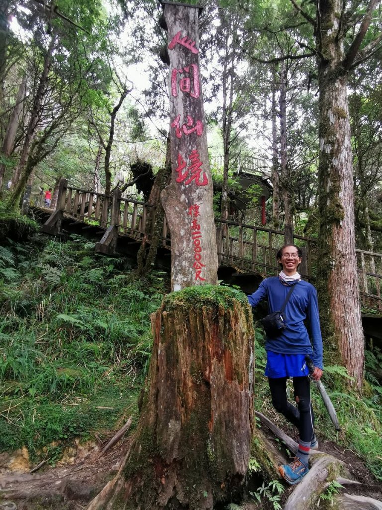 檜木原始林步道-倒臥的巨幹形成雙代木景觀_1040736