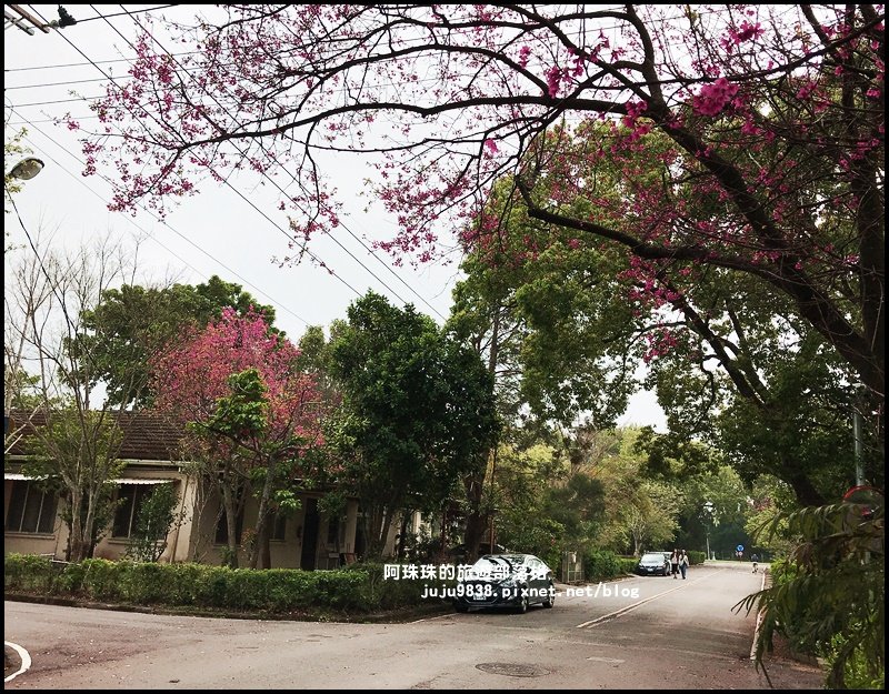 十一份觀光文化園區。石管局宿舍群賞群賞櫻_872026