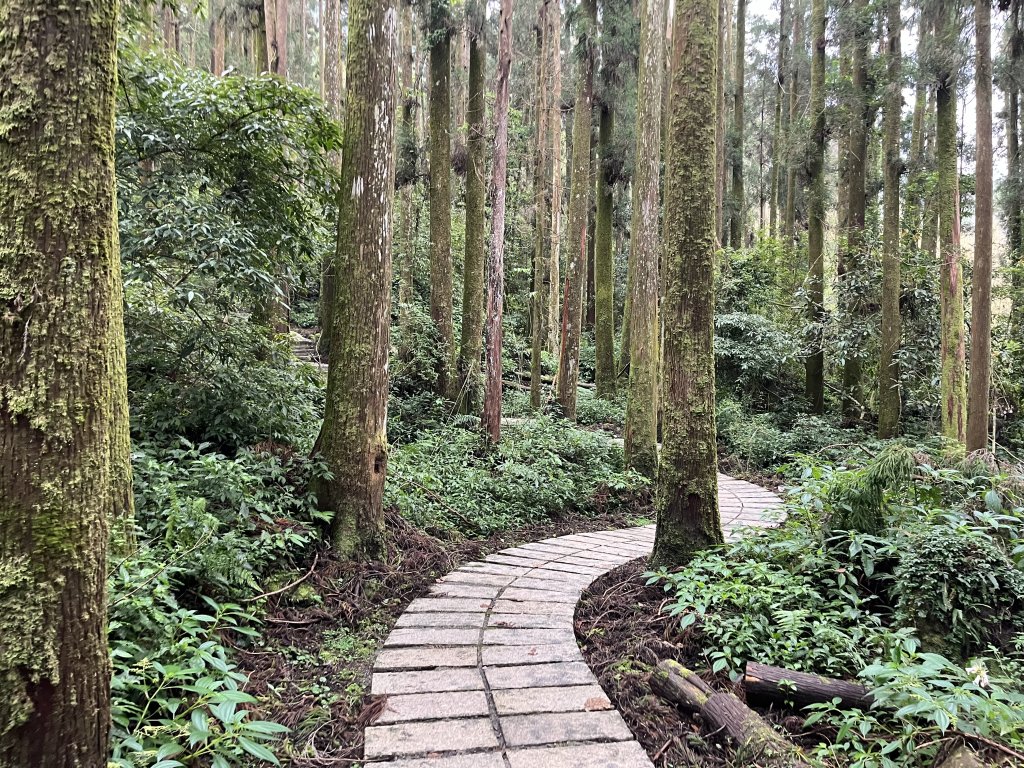 [嘉遊好步道．來嘉走走-04/10] 2024_1011 阿里山頂湖步道_2624672