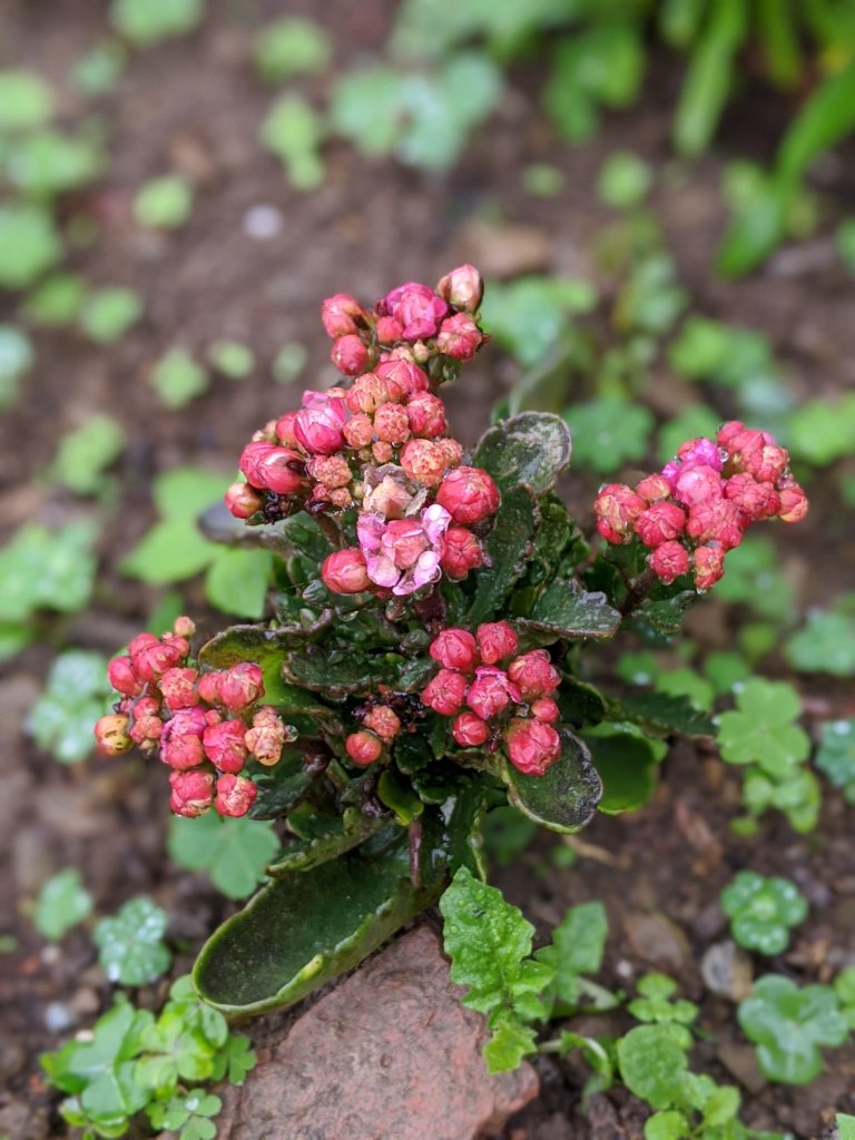 【苗栗-小百岳】即心是佛 獅頭山_819900