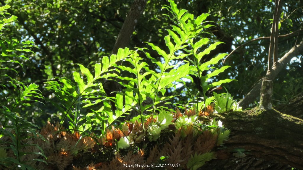 《台中》落雨松季｜石岡挑物古道O繞下情人木橋20250112_2687637