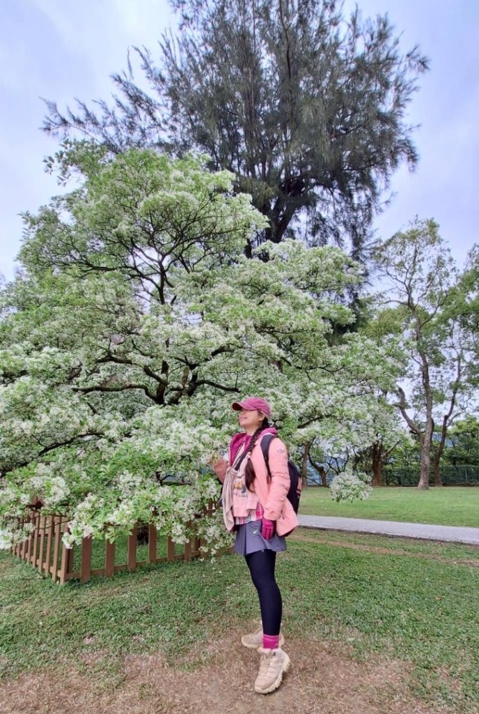如夢似幻的四月雪-龍潭石管局-流蘇花盛開中_2748663