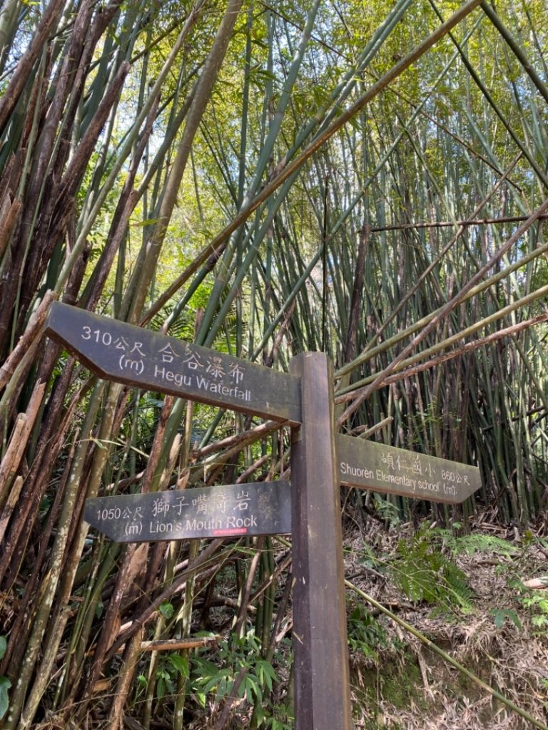 瀑布 樹陰 軌道與貓_1277529