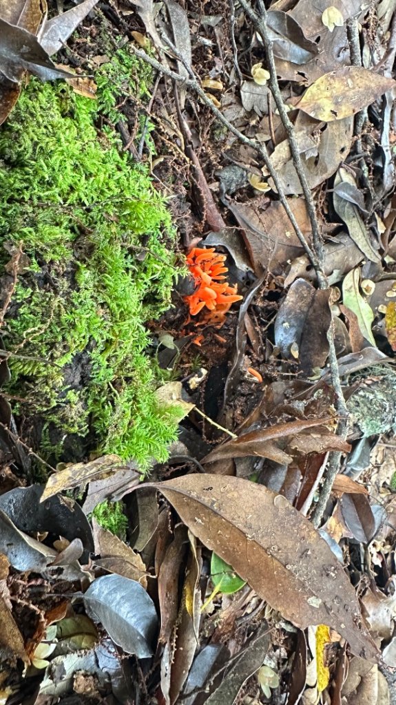 觀雪縱走_2836086