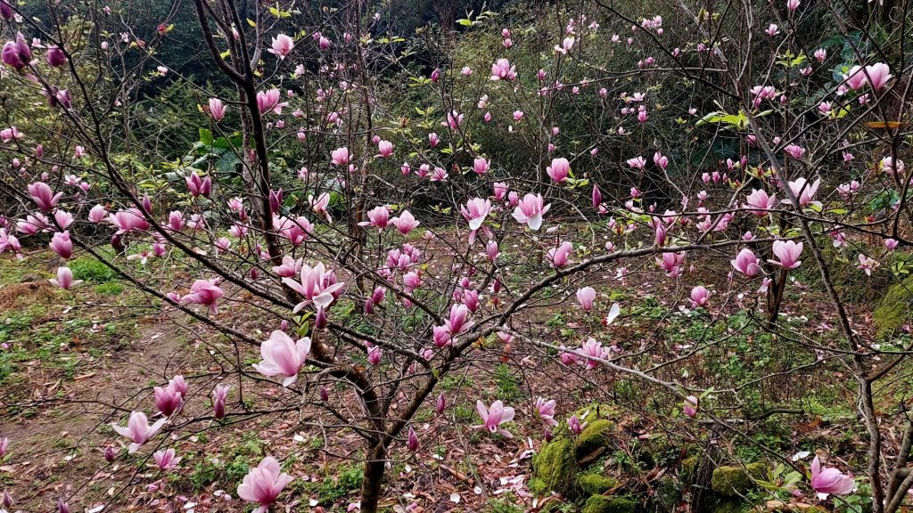 20230224 花癡天堂之淡水楓樹湖百花齊放_2041650