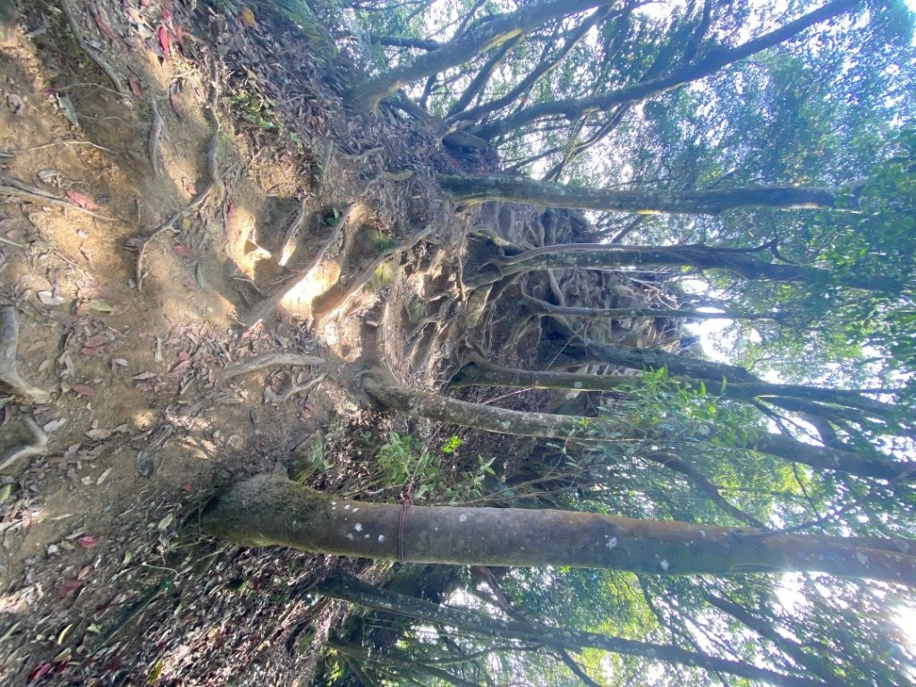 033仙山(神仙縱走）_2604248