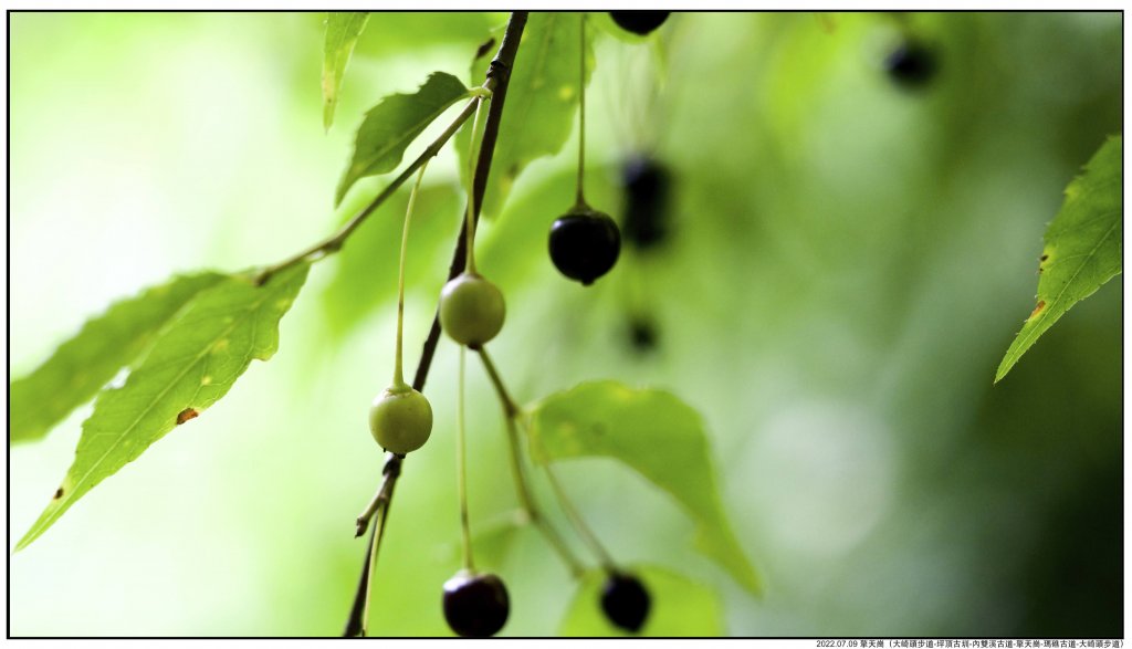 2022.07.09 〖大崎頭步道〗〖內雙溪古道〗【擎天崗】〖瑪礁古道〗【新圳頭山】〖大崎頭步道〗_1775213