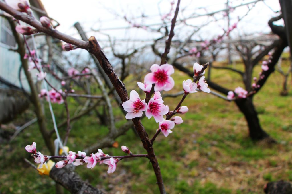 閂山、鈴鳴山 ~ 山巔雲端 , 與美麗山林_307340