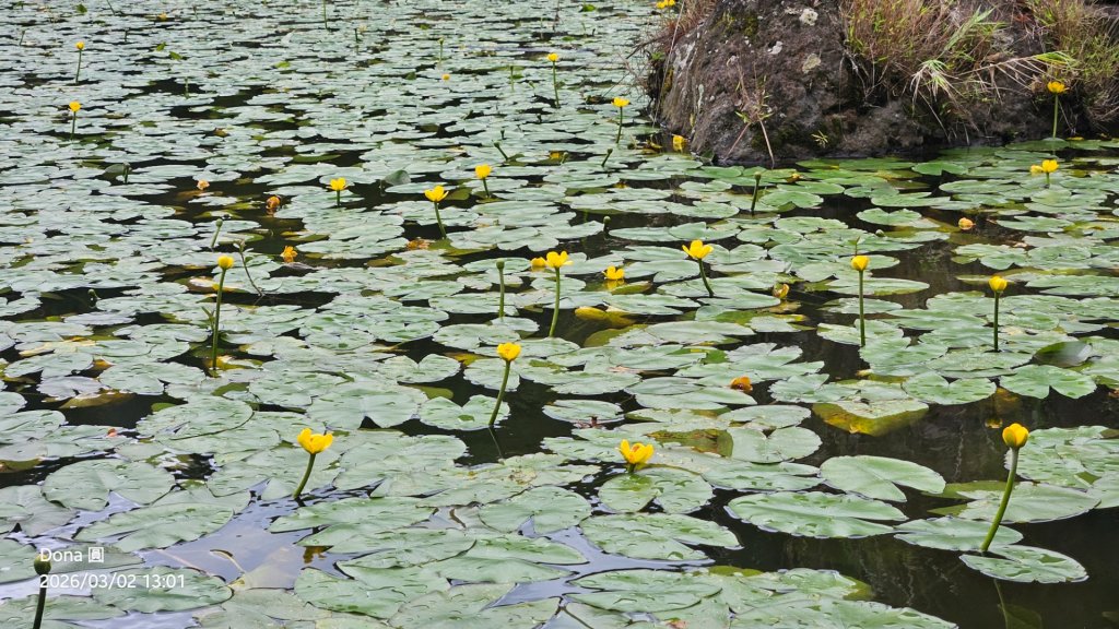 20260302忠義山.小坪頂山.貴子坑山大O走_3009914