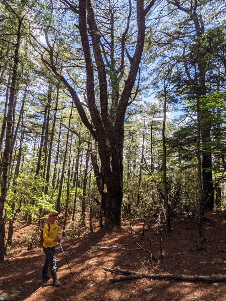 治茆山連走西巒大山順訪巒安堂_1962132
