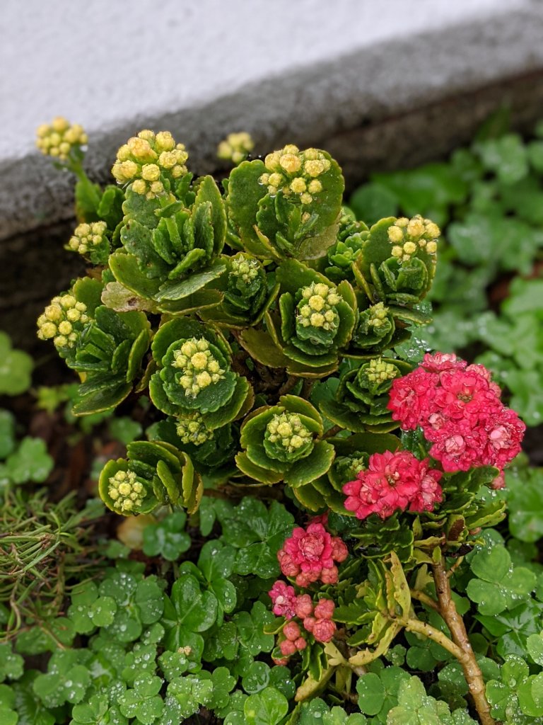 【苗栗-小百岳】即心是佛 獅頭山_819896