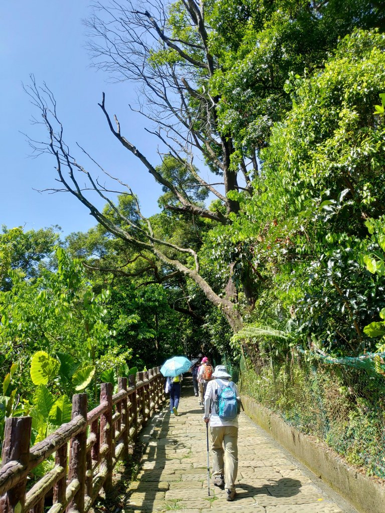 城市清涼桃花源：土城桐花公園步道_632890