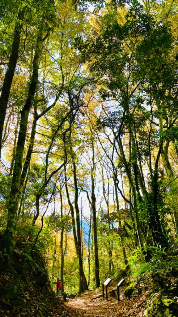 霞喀羅古道白石吊橋封面圖