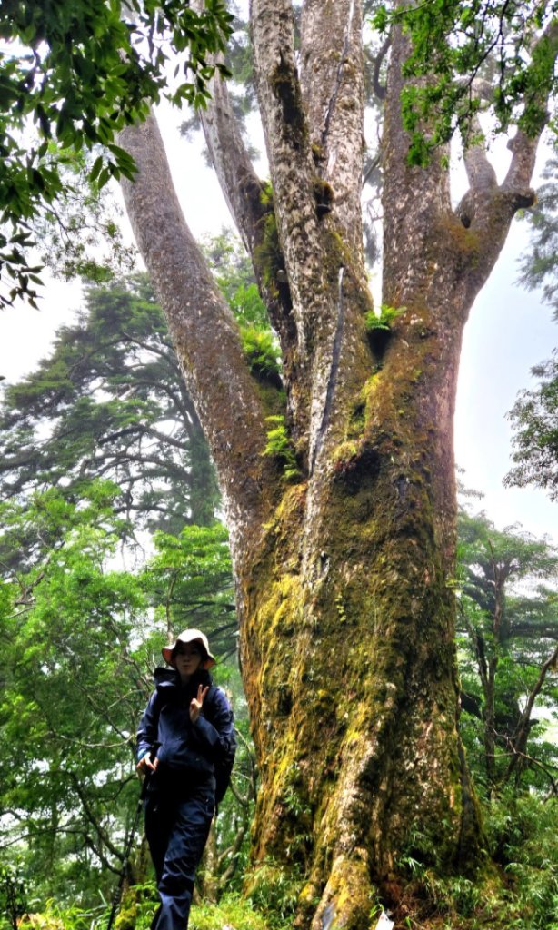 【中級山縱走】觀雪縱走（雪見大板根，仰天神木，北坑山，司馬限林道）_2741215
