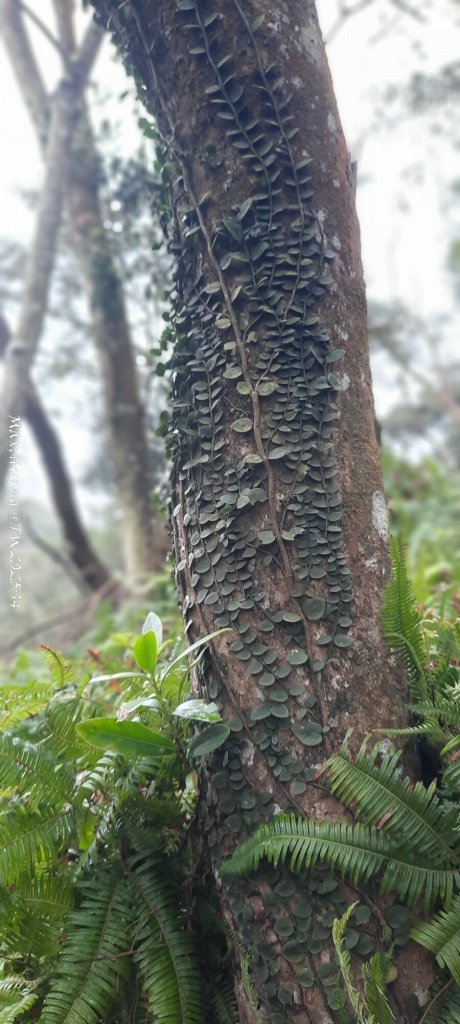 《苗栗》霧雨寒流｜三義三角山步道20251225_2969207