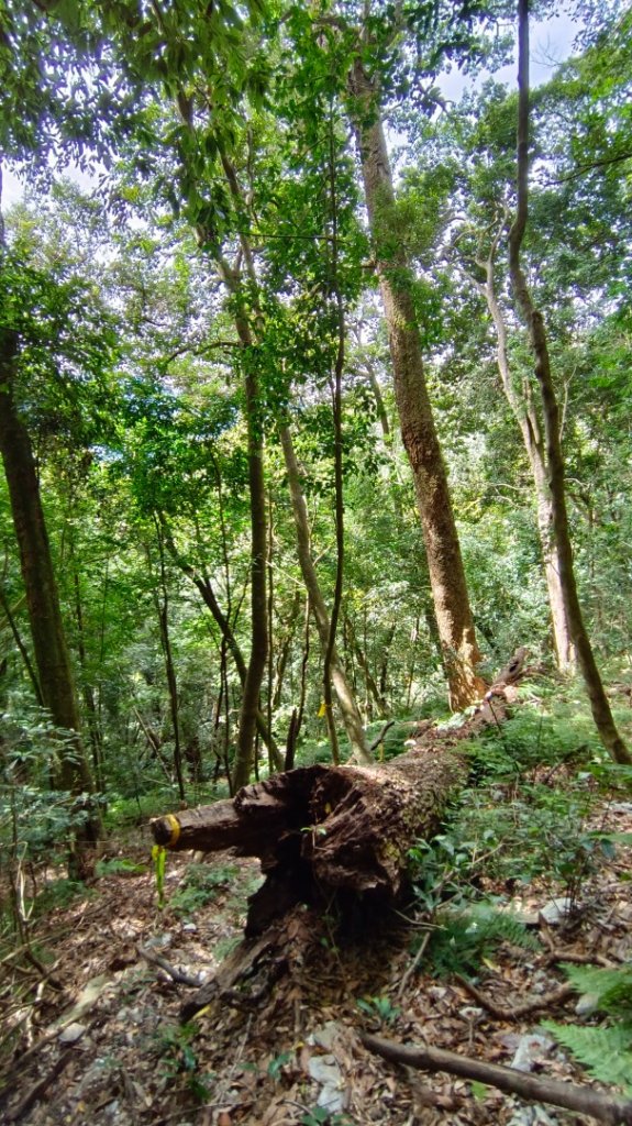 南東眼山/南東眼山南峰/夢谷瀑布（埔里六秀之四）_1897712