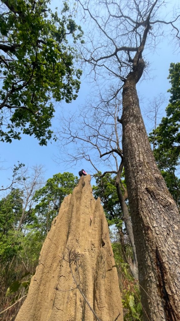 尼泊爾奇旺國家公園4天三夜_2788973