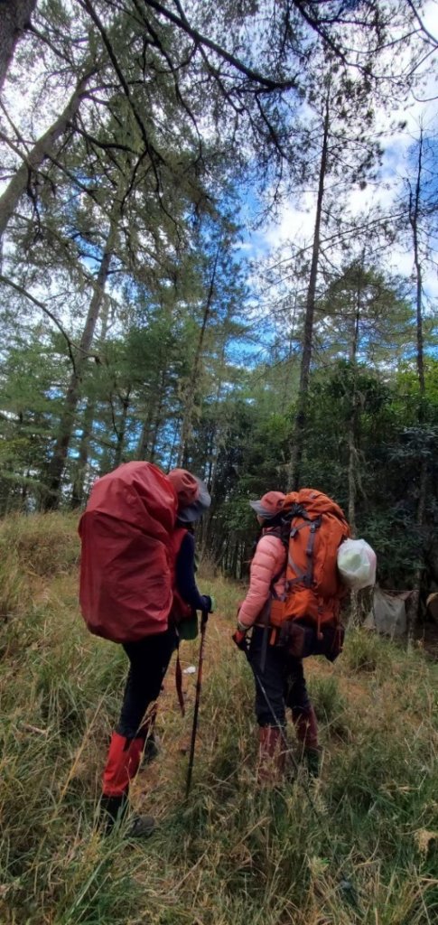 北二段之 甘薯無明_2611838