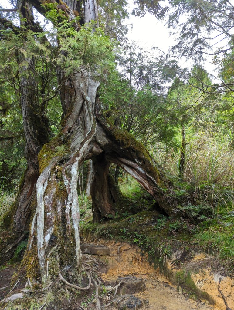 20424.06.22－翠峰湖步道_2532269
