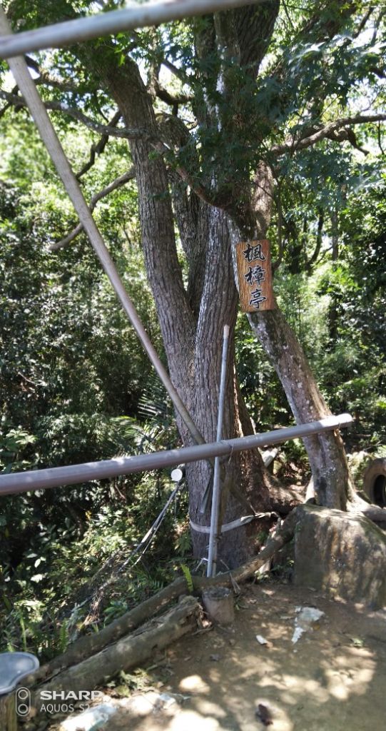 鳶尾山、福德坑山、五十分山、烏塗窟山、石牛山、二鬮山O行縱走_365290