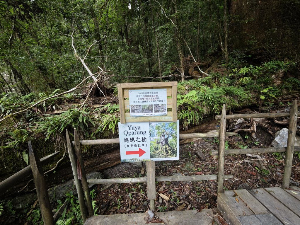 2025_0524 司馬庫斯神木群步道_2797540