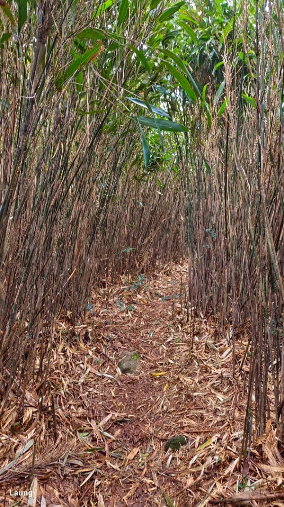 小觀音山群峰大O 112.01.29_2011843